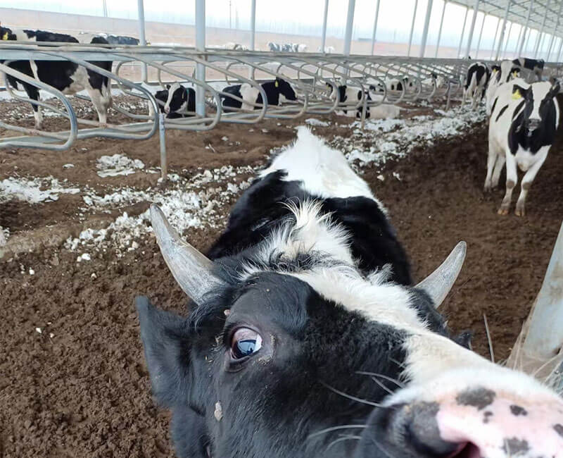 Cow Mat