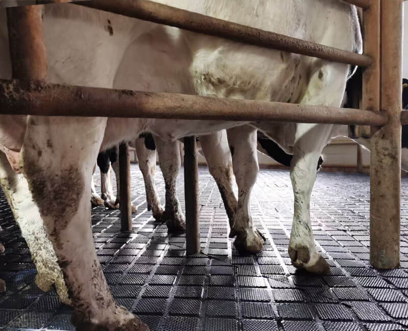 Cow Mat
