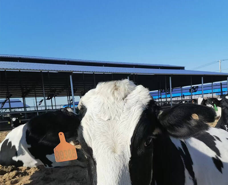 Cow Mat